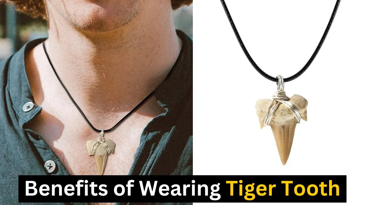 Benefits of Wearing Tiger Tooth