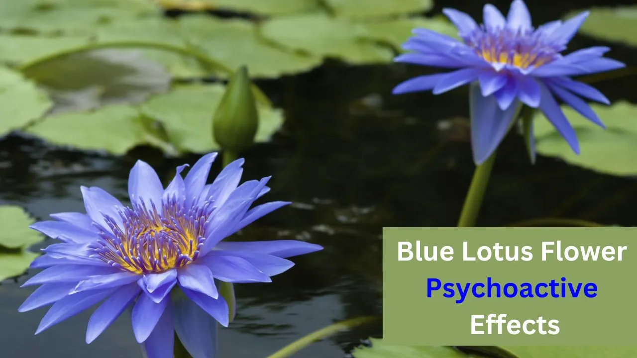 Blue Lotus Flower Psychoactive Effects